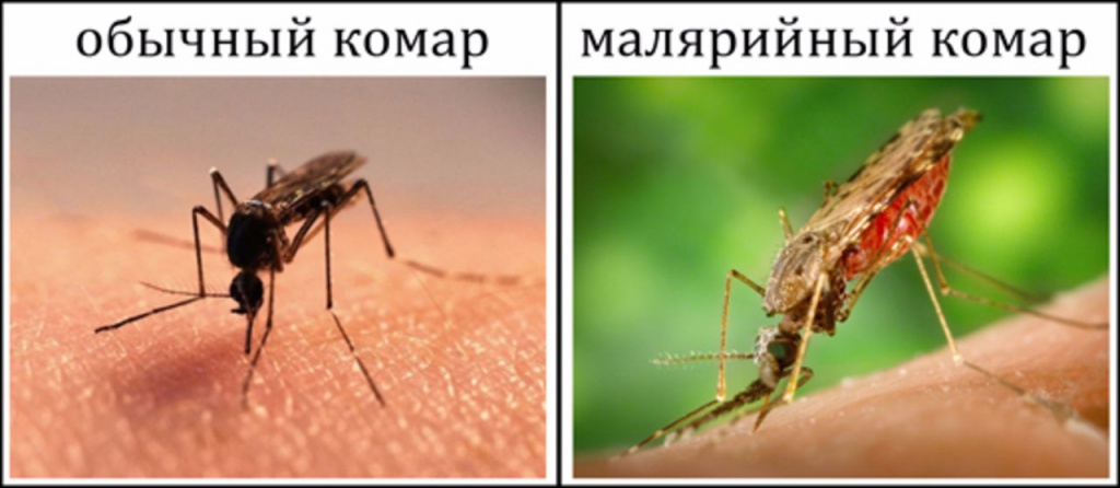 комары.jpg