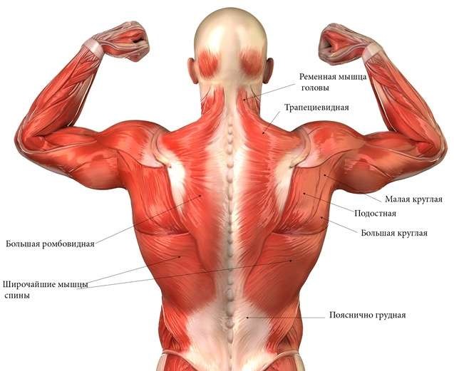 мышцы спины.jpg