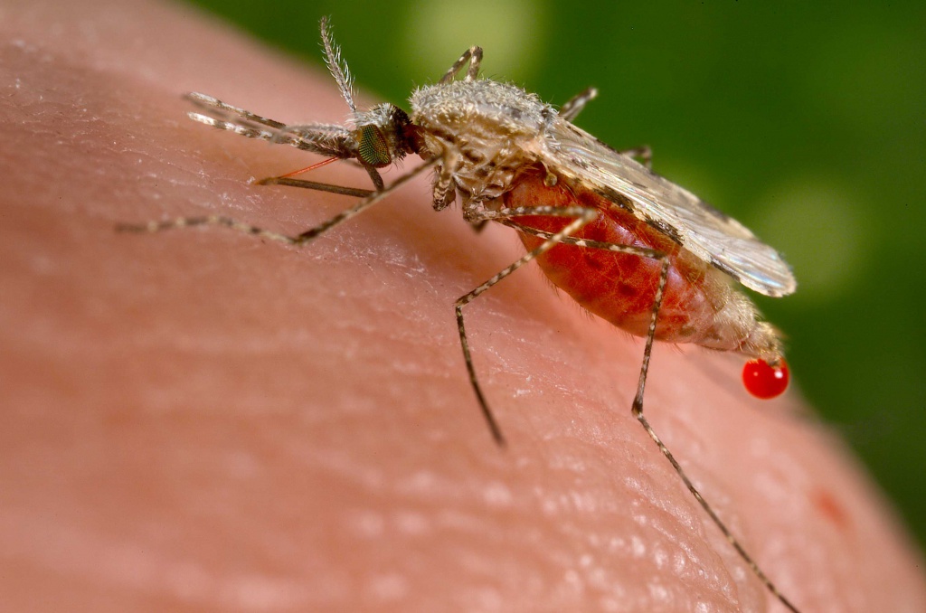 irrigation-in-arid-regions-can-increase-malaria-risk-for-a-decade-mosquito-orig-20130812.jpg