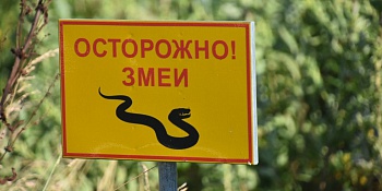 8 вопросов о змеях: как защититься от укуса